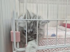 -哈尔滨道外花鸟鱼市场