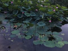 -丁香湖公园