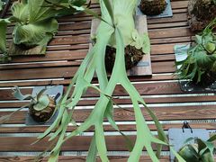 -国家植物园南园