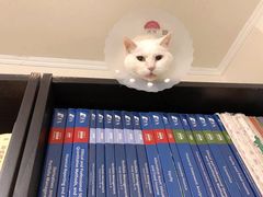 -纳吉亚猫专科动物诊疗中心(蒋宅口分院)