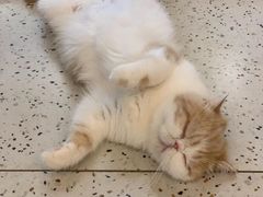 -滚猫咖啡·猫咖·猫友好撸猫(未来城店)