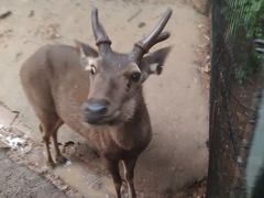 -清迈夜间动物园