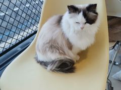 -怪兽屋·羊驼·猫咖·狗咖(俊华广场店)