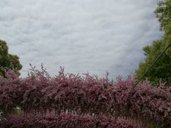 -南汇桃花村