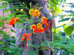 -北京植物园-展览温室