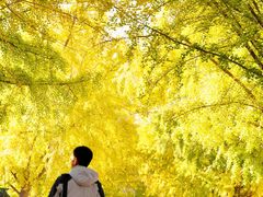 -三里屯东五街银杏大道