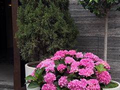 -OGGI TRATTORIA PIZZERIA(深业上城店)