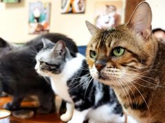 -猫小院猫主题餐厅(南锣旗舰店)