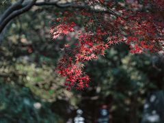 -秋霞圃