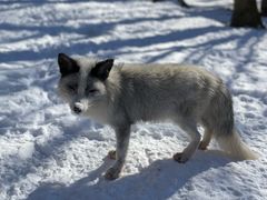 -宫城藏王狐狸村