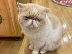 -滚猫咖啡·猫咖·猫友好撸猫(未来城店)
