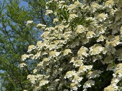 -昆山城市生态森林公园