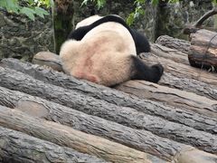 -都江堰中华大熊猫苑