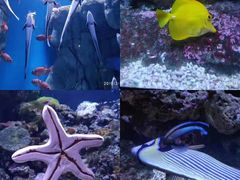 -成都浩海立方海洋公园