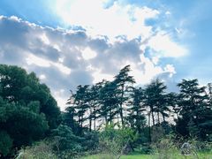 -上海共青森林公园