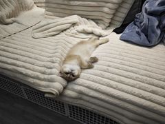 -帕帕拉兹宠物(亚洲旗舰店)