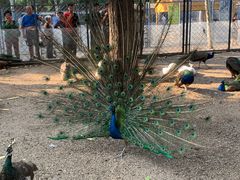 -长白岛森林公园