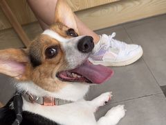 -爱佳宠物中心医院·骨外科·猫专科·急重症(瑶海万达店)