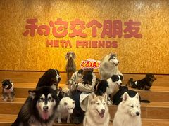 -和它·交个朋友·狗咖猫咖(爱琴海店)