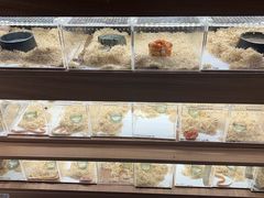 -酷以爬仙阁实体爬宠店·守宫·蜥蜴·专业繁育