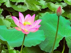 -荔湾湖公园