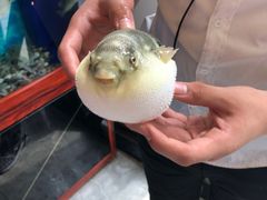 -肆月河豚·新淮扬(金融街店)