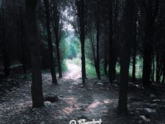 -阳台山自然风景区