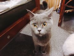 -猫色咖啡·猫咖