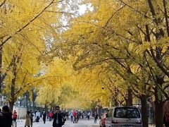 -三里屯东五街银杏大道