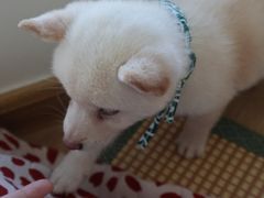 -柴犬小屋·柴餐厅·狗咖食堂(金鼎广场店)