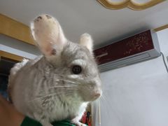 -瑞派·关忠动物医院·异宠专科·犬猫肿瘤·皮肤专科(望京店)