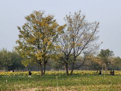-汉长安城未央宫国家考古遗址公园