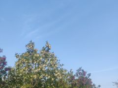 -西青郊野公园