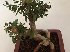 -万商花鸟市场