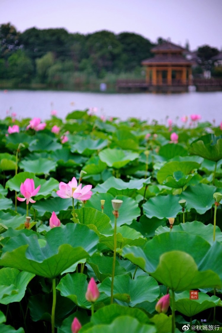 走进苏州常熟尚湖景区满园夏花烂漫紫红的小花缀满碧绿的草地