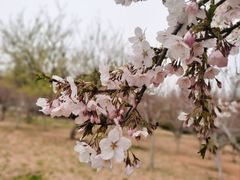 -大连植物园