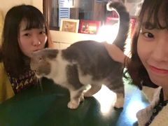 -猫色咖啡·猫咖