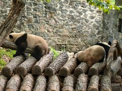 -都江堰中华大熊猫苑