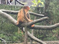 -贵州森林野生动物园