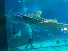 -烟台海昌鲸鲨海洋公园