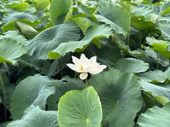 -莲池书院博物馆