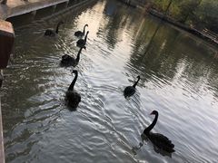 -溱湖国家湿地公园