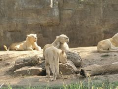 -北京野生动物园