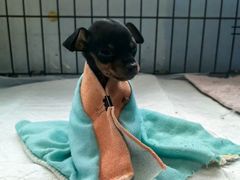 -瑞派福兴宠物医院犬猫全科·骨科·中西医结合(河东店)