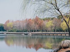 -贡湖湾湿地公园