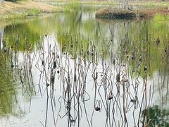 -梁鸿国家湿地公园