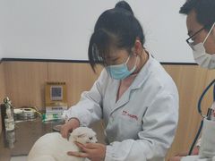 -米苏动物医院·犬猫专科·骨科外科内窥镜