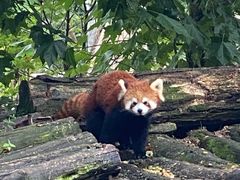 -都江堰中华大熊猫苑