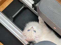 -猫大福·Fortune Cat猫舍(百子湾店)