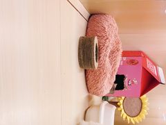 -momokira米努特·德文卷毛猫·棉花面纱犬